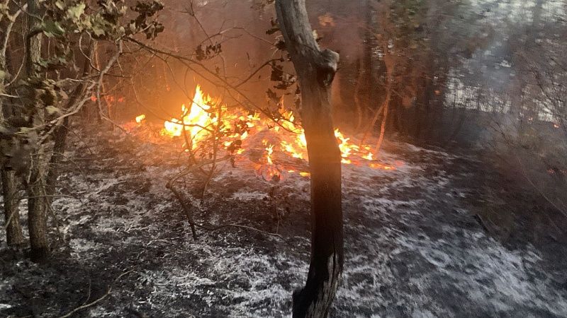 В районе Голубой бухты в Геленджике ликвидирован лесной пожар