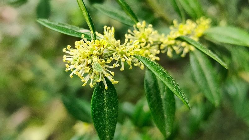 Самшит вечнозелёный расцвёл в «Дендрарии» Сочи