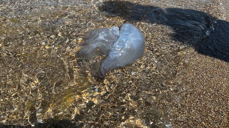 Азовское побережье превратилось в кисель из-за медуз