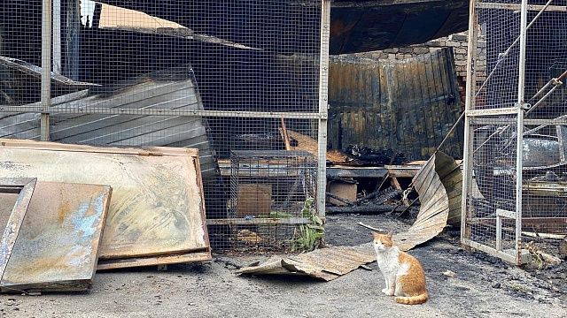 Фото: vk.com/sketecats