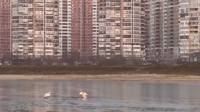 Краснодарцы сообща спасли лебедя с поломанным крылом Фото: скриншот видео Сергея Климова