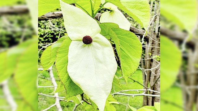 Редкое «платочковое дерево» распустило необычные цветы в дендропарке Сочи