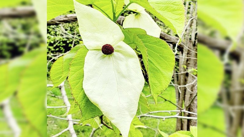 Редкое «платочковое дерево» распустило необычные цветы в дендропарке Сочи