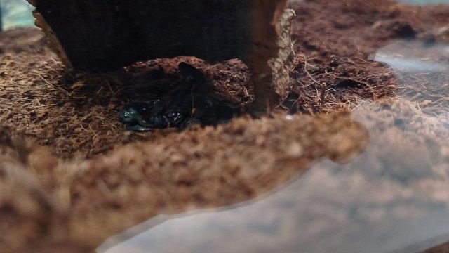 Фото: телеканал «Краснодар»