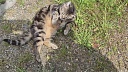В крыше пиццерии замуровали живого котёнка в Москве