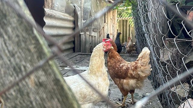 Диетолог Русакова назвала группы людей, которым противопоказаны куриные окорочка