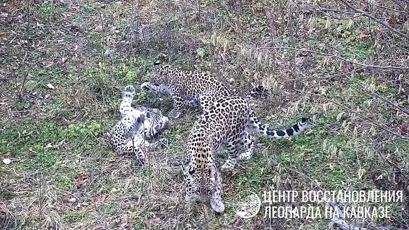Сочинский Центр восстановления популяции леопардов попросил у Путина четырех кошек