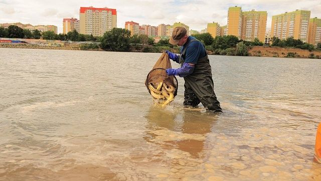 Около 10 тысяч осетровых выпустили в водоемы реки Кубань. Фото: Министерство природных ресурсов Краснодарского края   