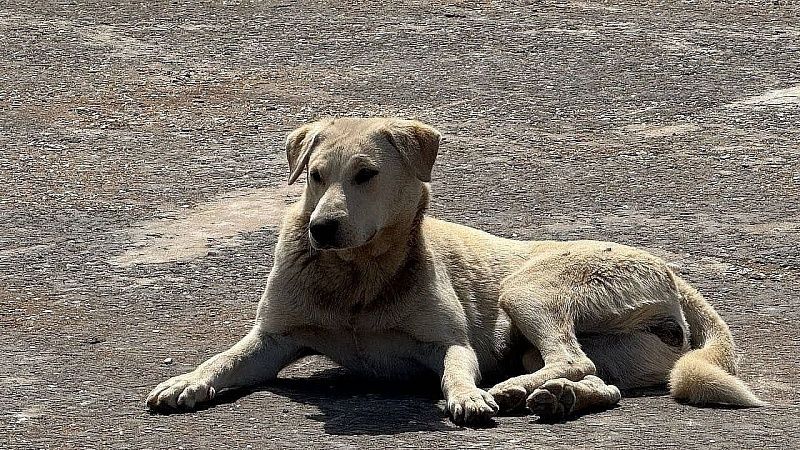 Потерявшуюся после ДТП собаку спасла волонтер в Ростовской области