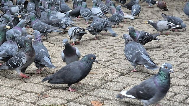 Кормить голубей из-за антисанитарии запретили в Салехарде 