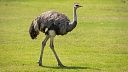Знаменитый страус Тонейл не вписался в поворот и был усыплён в США