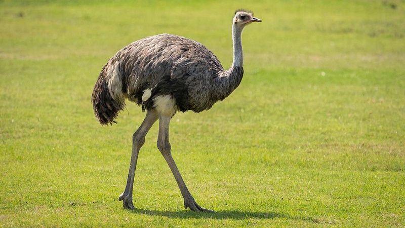 Знаменитый страус Тонейл не вписался в поворот и был усыплён в США
