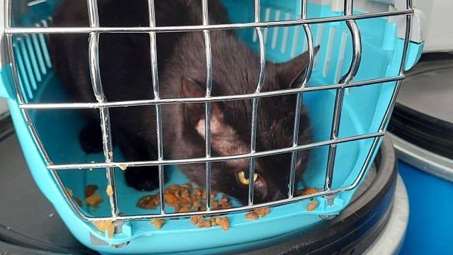 Названы условия выезда из порта Новороссийска кота-мигранта из Стамбула