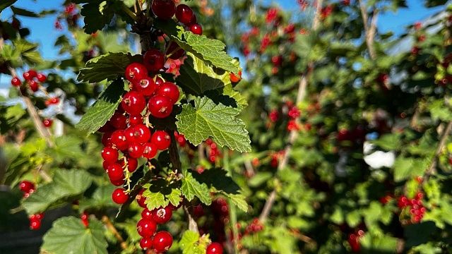 Фото: телеканал «Краснодар»