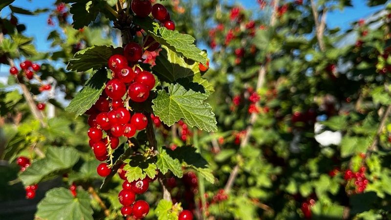 Пермяки представили роботизированную систему для сбора хрупких ягод