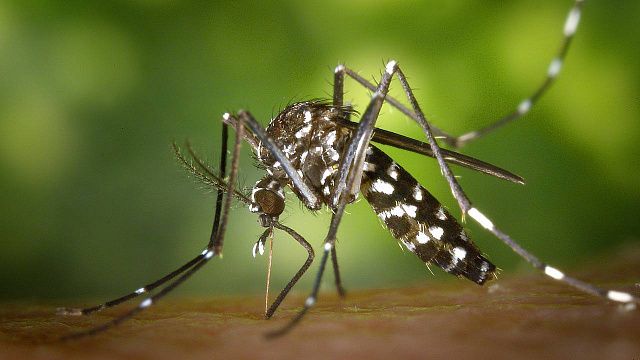 Эксперт рассказала, как комары выбирают себе жертву. Фото: pixabay.ru