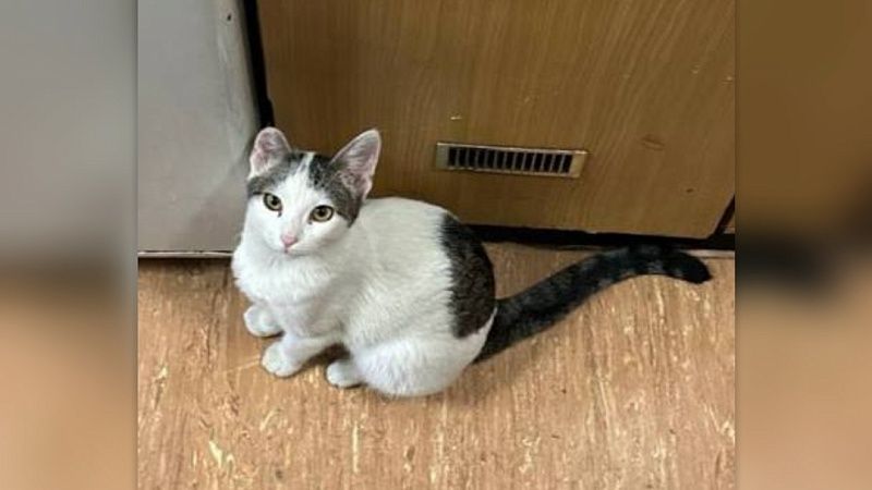 Сбежавшего члена экипажа ищет команда корабля в Новороссийске 