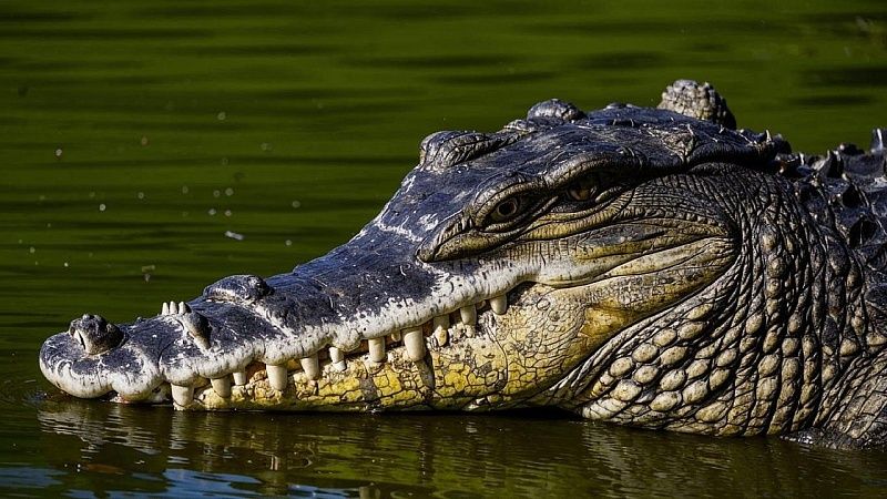 На видео попал напавший на огромного питона трехметровый аллигатор