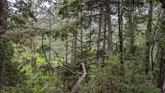 Высокий уровень пожароопасности объявили в лесах Сочи