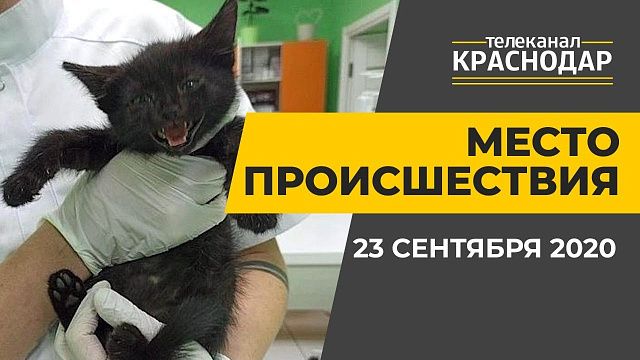 Аварии, ДТП, спасение котенка. Краснодар. Выпуск от 23 сентября 2020