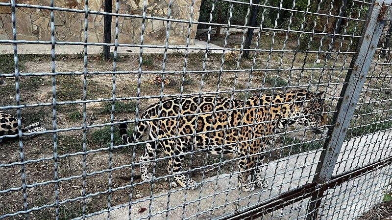 Леопард напал на рабочих в Индии