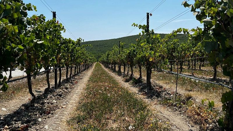 Площадь автохтонных виноградников выросла до 550 гектаров на Кубани