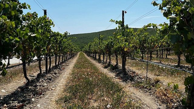Не менее 45 тысяч тонн винограда планируют собрать в Анапе