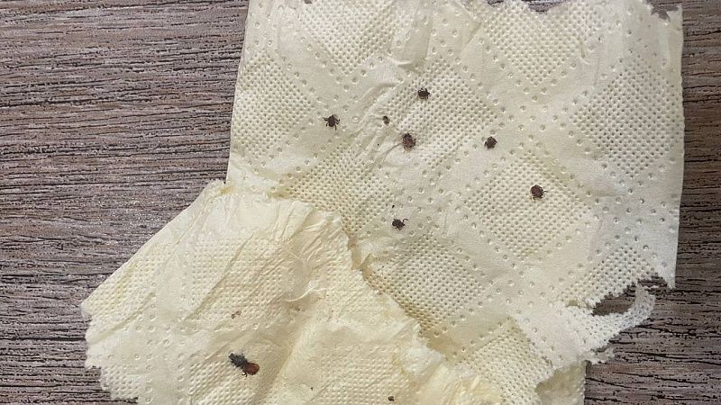 Раньше срока проснулись клещи на Кубани