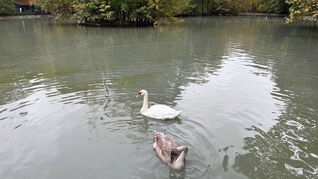 Фото: телеканал «Краснодар»