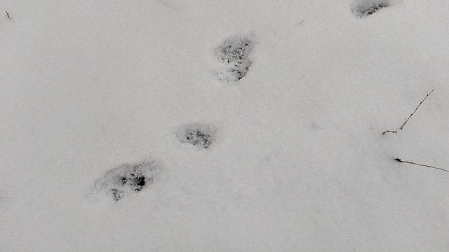 Фото: телеканал «Краснодар»