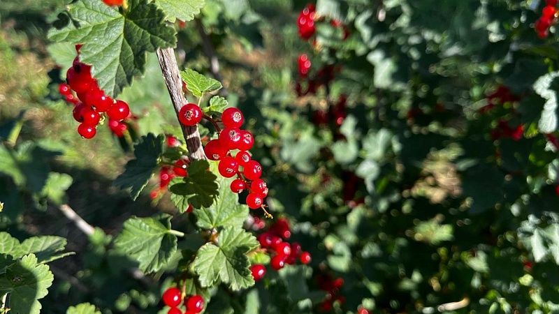 Более 17 тонн фруктов и 515 тонн ягод собрали аграрии Кубани 