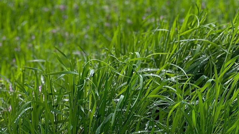 Фитосанитарный карантин из-за опасного сорняка ввели в Ейском районе