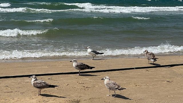 Похолодание воды в Черном море спрогнозировали на курортах Кубани