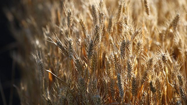 Объем производства сельхозпродукции на Кубани в 2022 году вырос на 9,9%