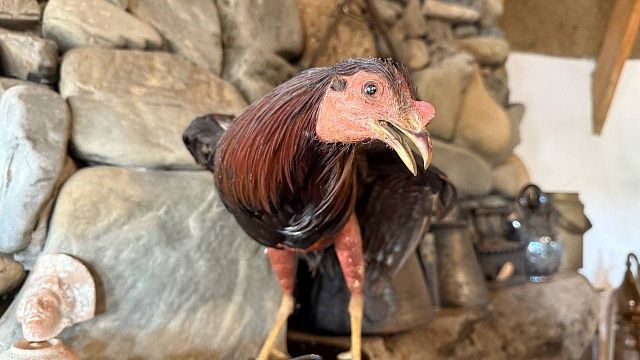 Фото: телеканал «Краснодар»