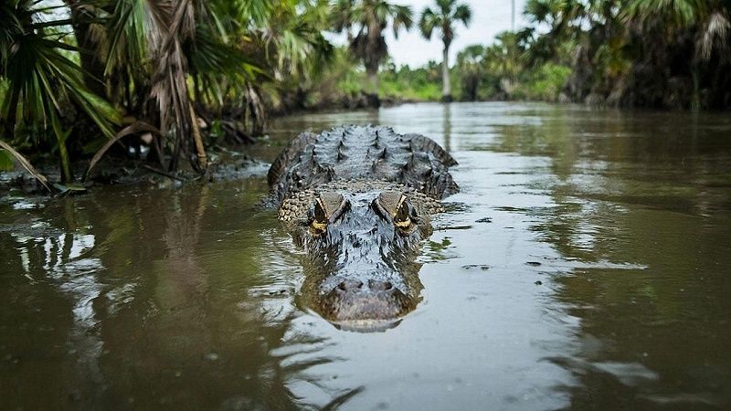 Крокодил растерзал пришедшую за водой женщину в Кении