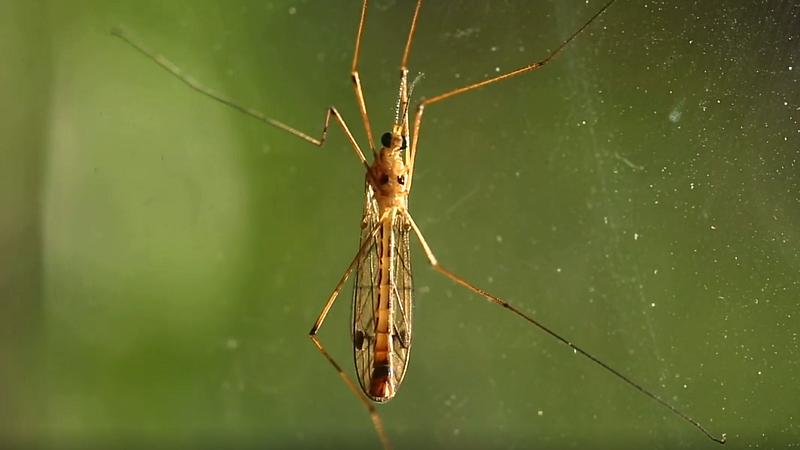 Как комары выбирают себе «жертву»: почему группа крови человека как бы и ни при чем 