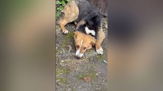 Полиция устанавливает обстоятельства гибели бродячих собак в Краснодаре