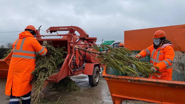 В Краснодаре переработали рекордное количество новогодних елок