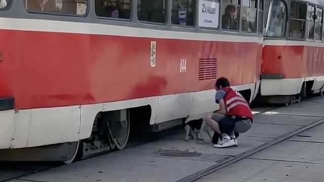 Кондуктор спас бездомного пса из-под колёс трамвая в Краснодаре
