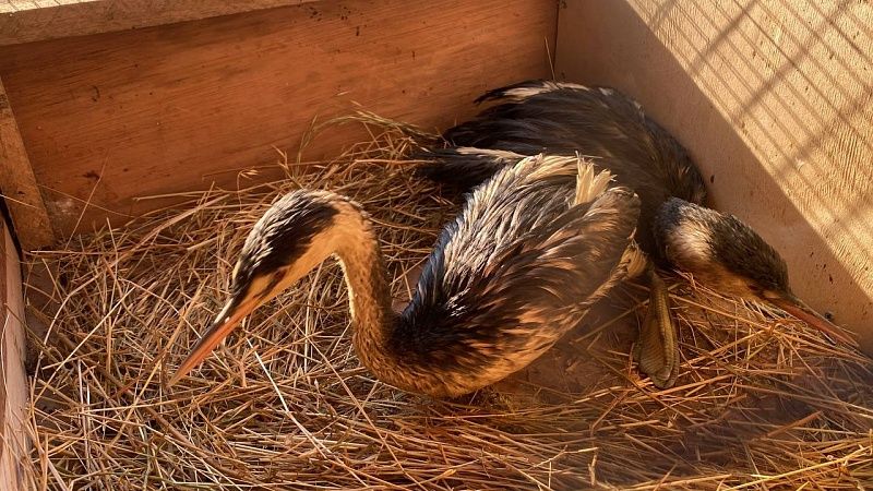 Орнитологи продолжили лечение 130 птиц в ребцентрах Анапы и Ставрополья