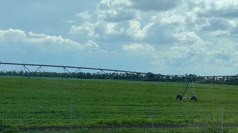 В девять раз увеличить сбор чайного листа к 2035 году нацелены аграрии в Сочи