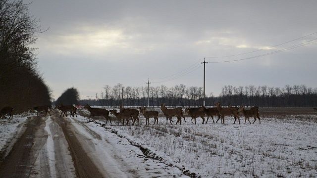 На дороги Кубани массово вышли олени. Штраф за сбитое животное – до 70 тысяч рублей