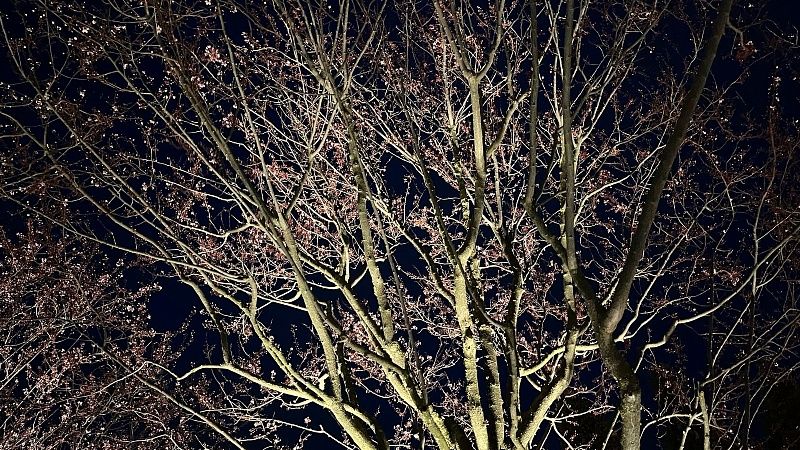 Сливы Нигра и магнолия Суланжа зацвели в парке «Краснодар»