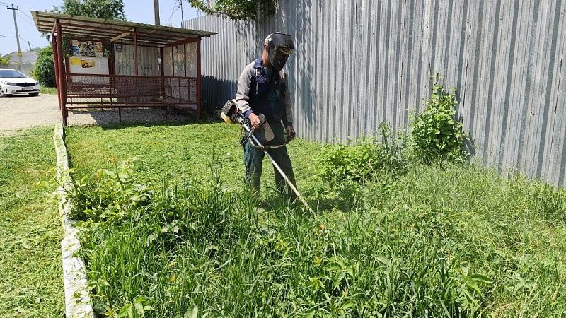 Рейды по борьбе с амброзией начали в Краснодаре