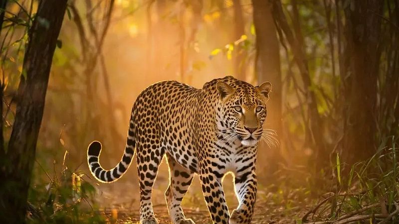 Рабочий врукопашную одолел леопарда в Индии