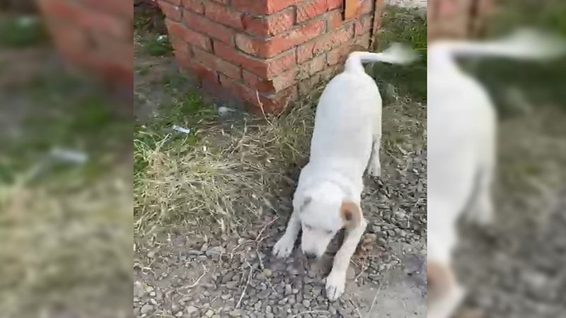 Новых хозяев нашли просидевшему на жаре 20 часов щенку в Краснодаре