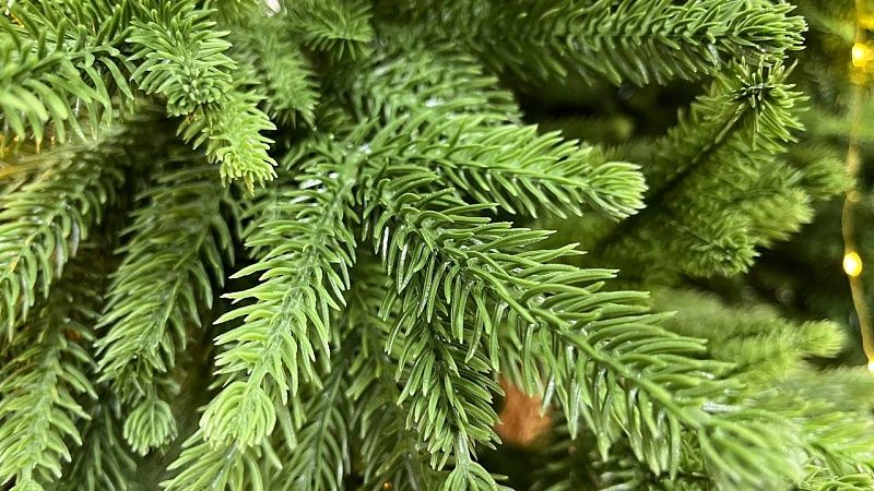 У входа в Парк Горького установили первую новогоднюю елку Москвы