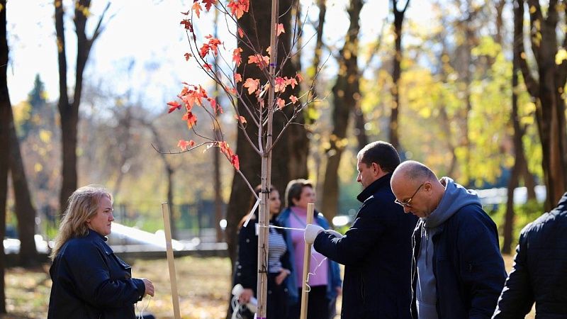 Аллею клёнов высадили в Краснодаре