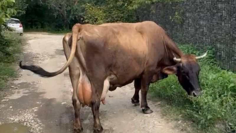 Корова сбежала на свободный выпас и подружилась со стадом овец в Германии